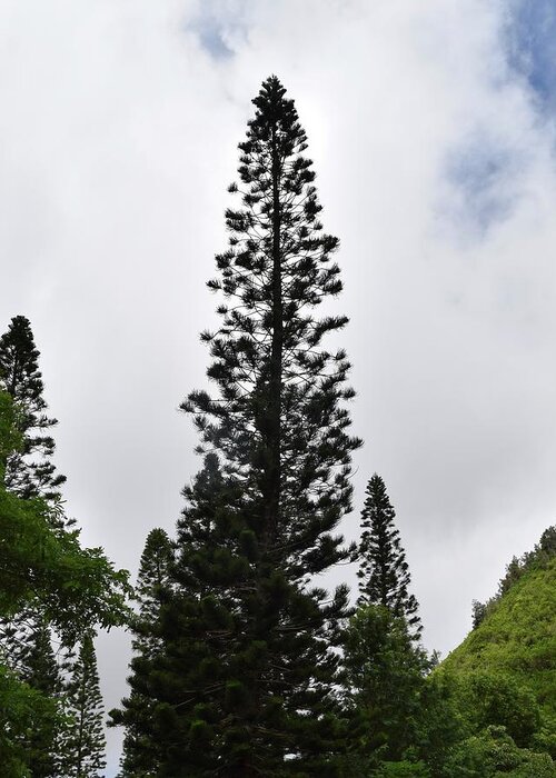 Aloha Greeting Card featuring the photograph Lone Pine Trees@Kepaniwai Heritage Gardens,Maui by Bnte Creations