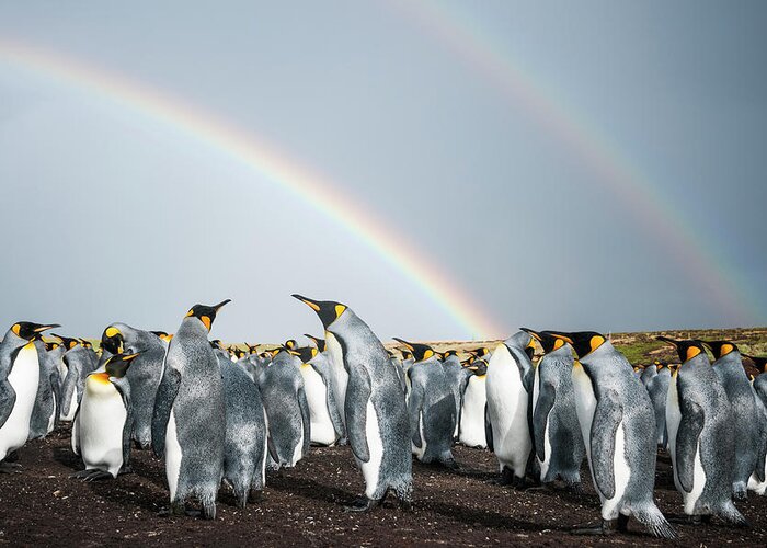 Animal Greeting Card featuring the photograph King Penguin Colony Under Rainbows by Tui De Roy