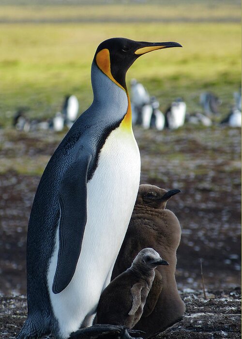 Penguin Greeting Card featuring the photograph King Penguin with Juveniles by Martha Miller