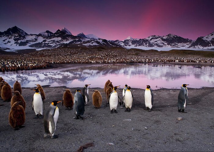 Vertebrate Greeting Card featuring the photograph King Penguins In A Breeding Colony by Mint Images - Art Wolfe