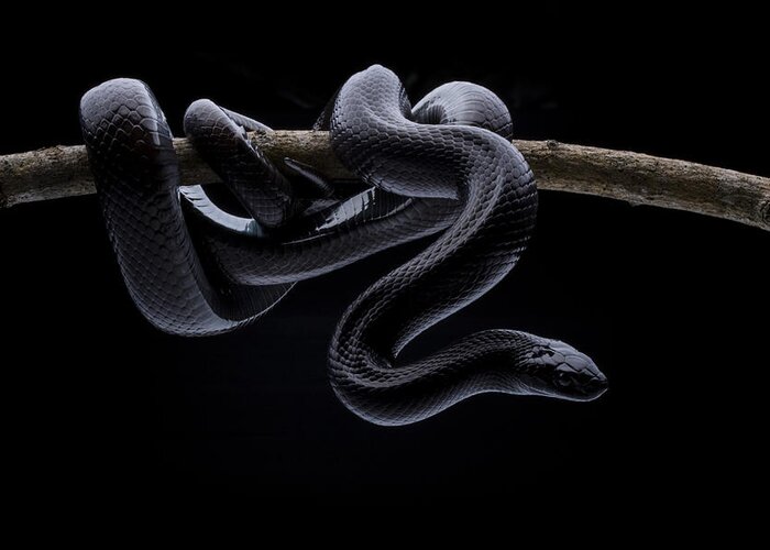 Snake Greeting Card featuring the photograph King Snake by Shikhei Goh
