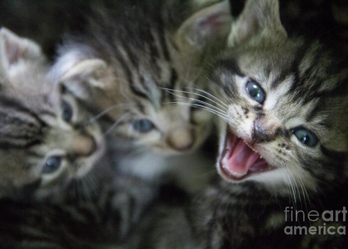 Kittens Greeting Card featuring the photograph Kitten Roar by Jeannette Hunt