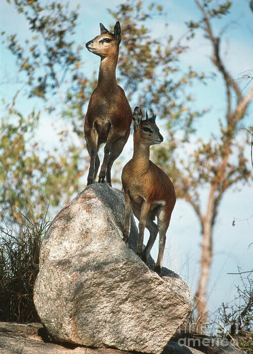 Zoology Greeting Card featuring the photograph Klipspringers by Peter Chadwick/science Photo Library