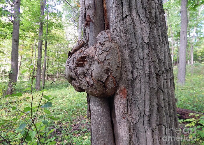 Fungus Greeting Card featuring the photograph Knot On A Tree by Phil Perkins