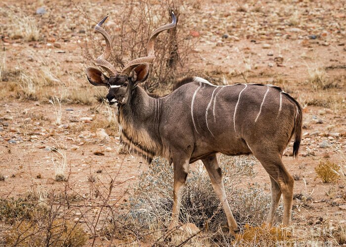 Kudu Greeting Card featuring the photograph Kudu in the Kalahari desert, Namibia by Lyl Dil Creations