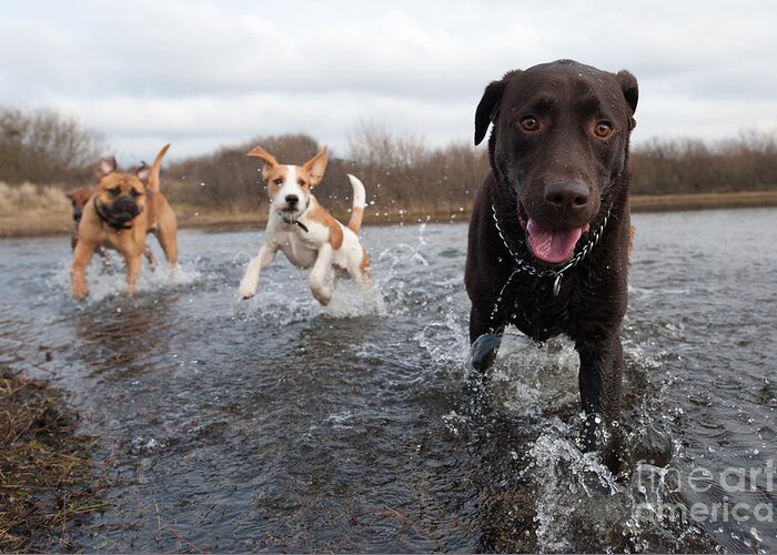 Play Greeting Card featuring the photograph Labrador Retriever And Friends Having by Eric Gevaert