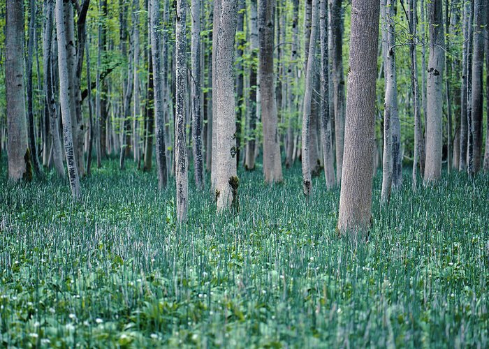 Forest Greeting Card featuring the photograph Forest Labyrinth by Alexander Kunz