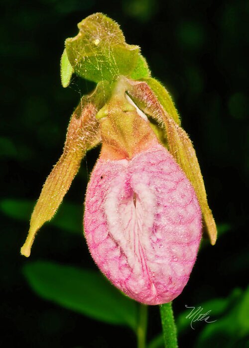 Lady Slipper Orchid Greeting Card featuring the photograph Lady Slipper Parkway by Meta Gatschenberger