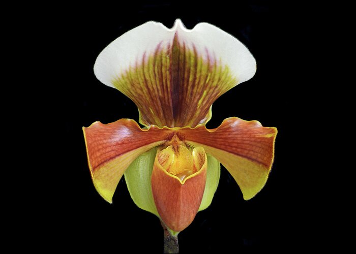 Lady Slipper Greeting Card featuring the photograph Lady Slipper by Terence Davis