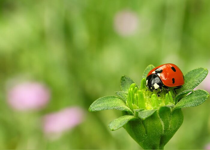 Insect Greeting Card featuring the photograph Ladybug Sitting On A Green Flower by Macroworld