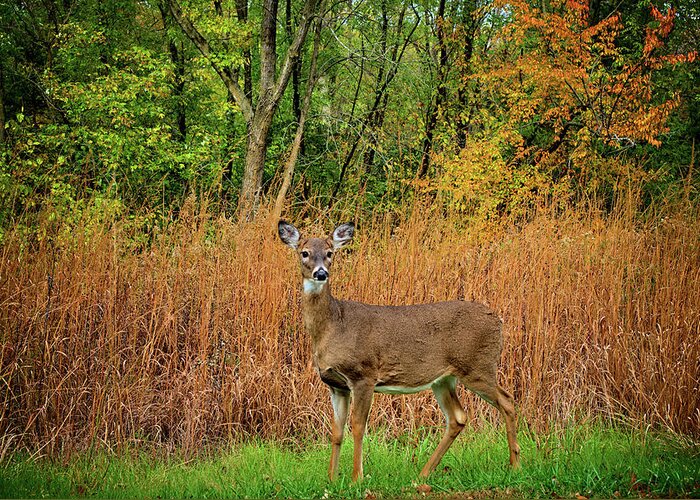 Deer Greeting Card featuring the photograph Lake Wapello Doe by Bonfire Photography