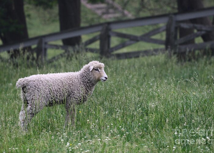 Sheep Greeting Card featuring the photograph Lamb in the Spring by Rachel Morrison