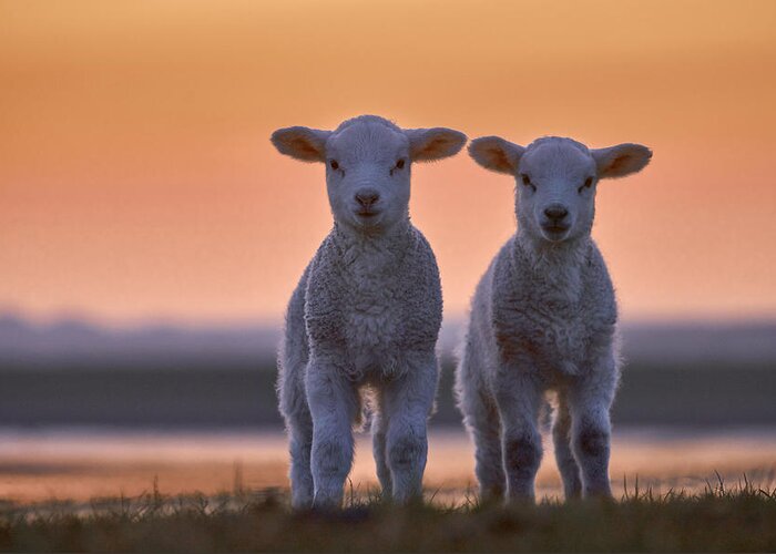 Lamb Greeting Card featuring the photograph Lamb Twins by Bodo Balzer