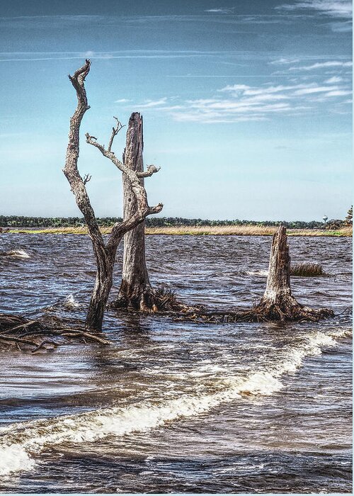 Nature Greeting Card featuring the photograph Land and Sea by Bearj B Photo Art