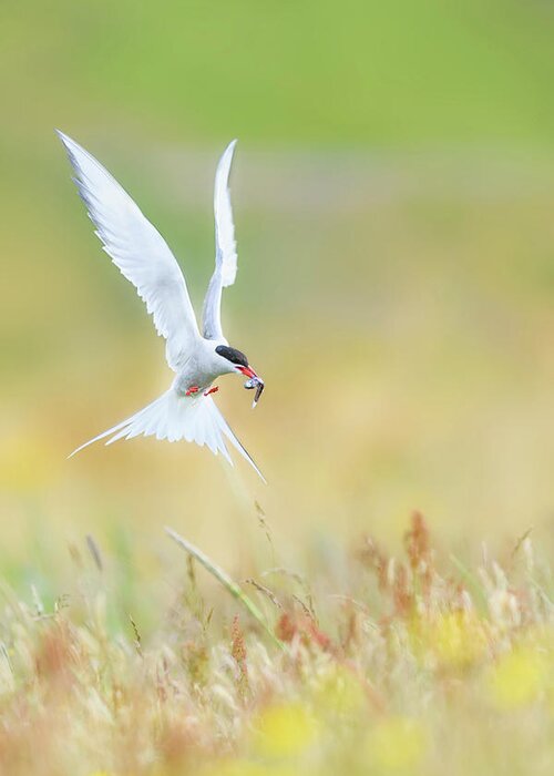 Tern Greeting Card featuring the photograph Landing by Roberto Marchegiani