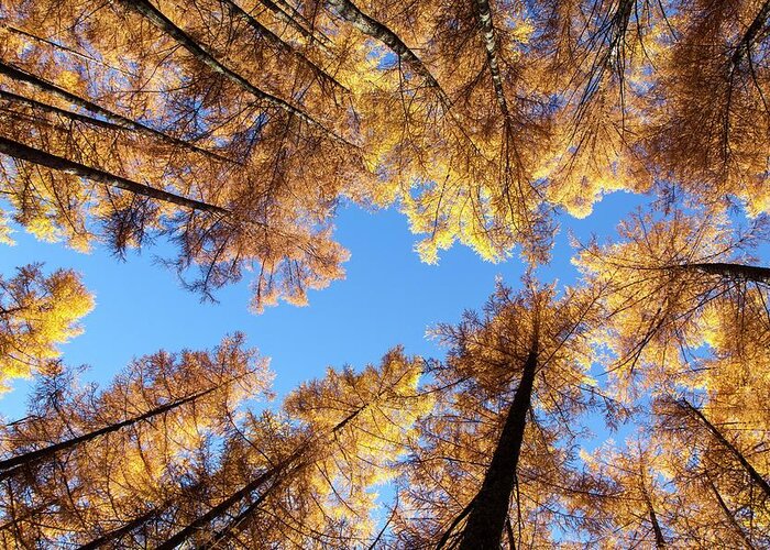 Estock Greeting Card featuring the digital art Larch Trees From Below by Christine Wawra