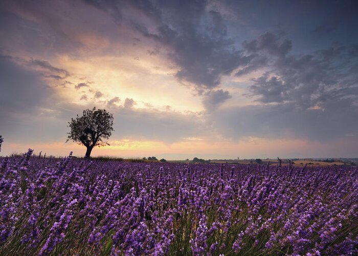 Scenics Greeting Card featuring the photograph Lavender At Dawn by Matteo Colombo