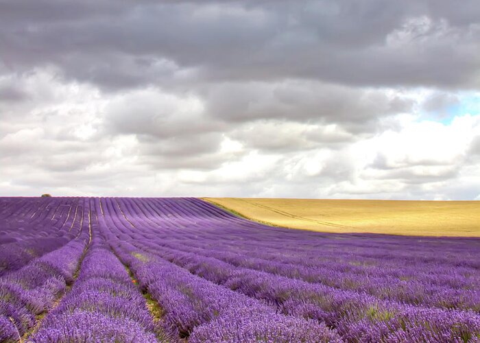 Tranquility Greeting Card featuring the photograph Lavender Field by Photo By Roger Cave