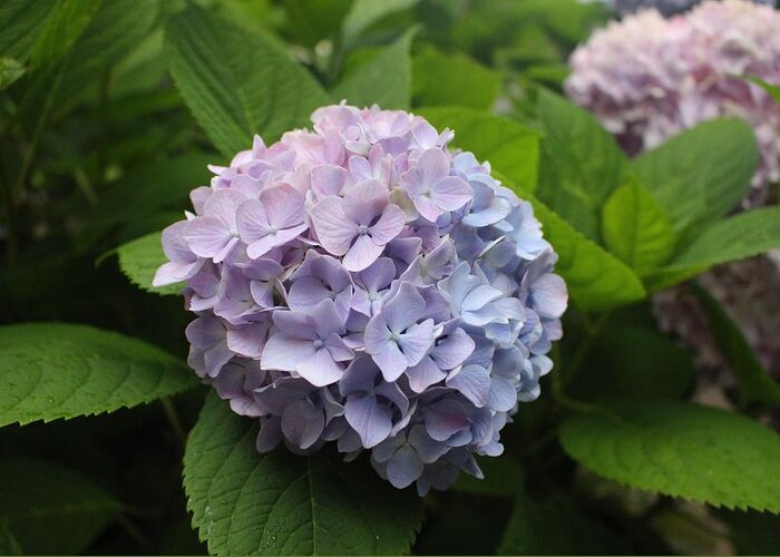 Lavender Greeting Card featuring the photograph Lavender Hydrangea, Cape May by Christopher Lotito