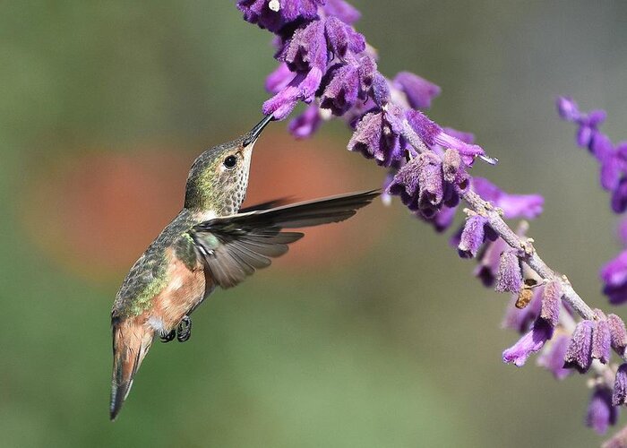 Allen's Hummingbird Greeting Card featuring the photograph Lavender Lover 3 by Fraida Gutovich