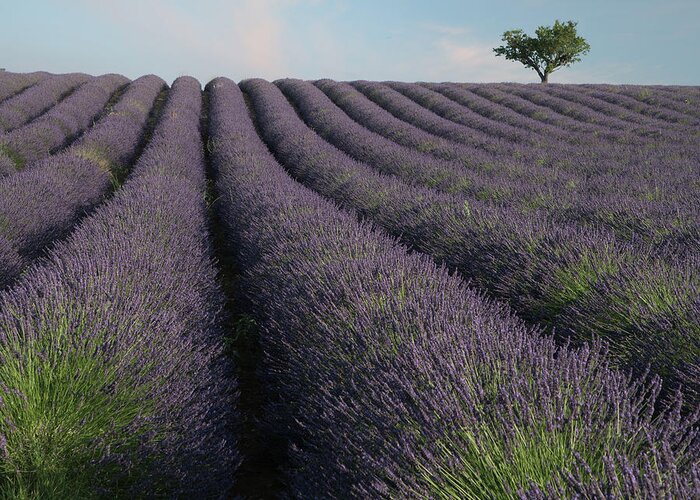 Lavender Greeting Card featuring the photograph Lavender Romance by Rob Hemphill