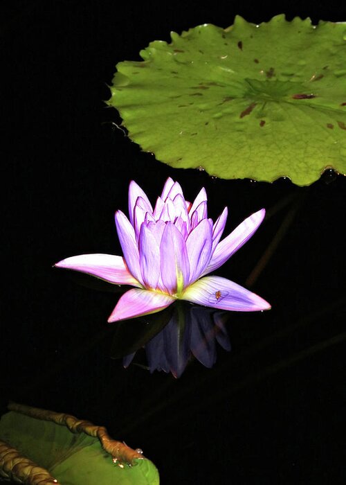 Water Lily Greeting Card featuring the photograph Lavender Water Lily with Reflection by Trina Ansel