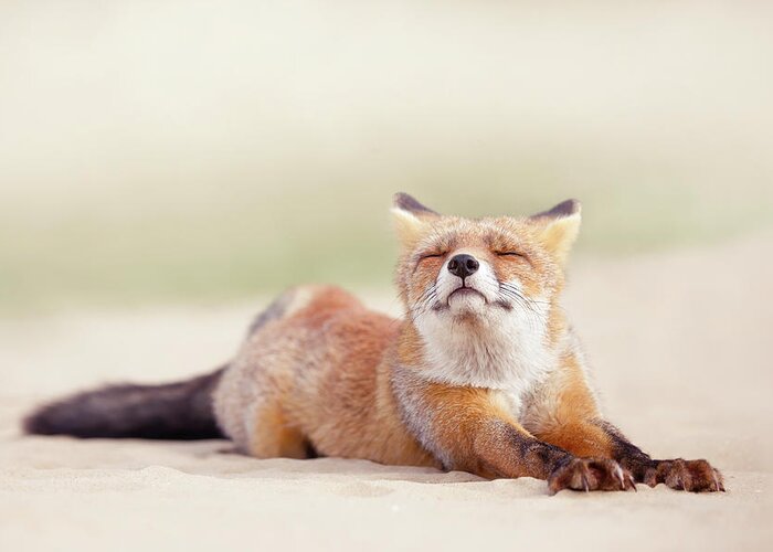 Fox Greeting Card featuring the photograph Lazy Fox Series - Downward Fox by Roeselien Raimond