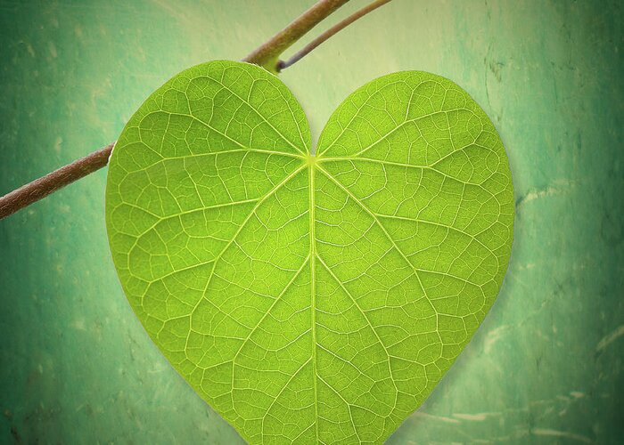 Outdoors Greeting Card featuring the photograph Leaf Green Heart Shaped by Philippe Sainte-laudy Photography