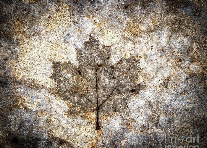 Leaf Imprint In The Concrete Greeting Card featuring the photograph Leaf imprint by Jim Lepard
