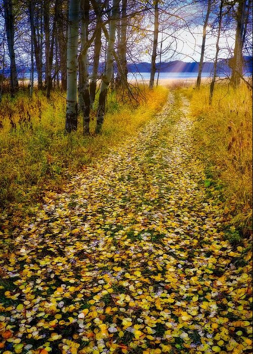 Fall Greeting Card featuring the photograph Leaves On Trail by Tom Gresham