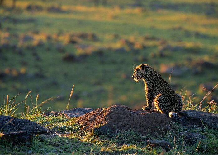 Kenya Greeting Card featuring the photograph Leopard Cub Panthera Pardus by Anup Shah