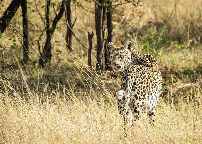 S Africa Greeting Card featuring the photograph Leopard Leaving by Timothy Hacker