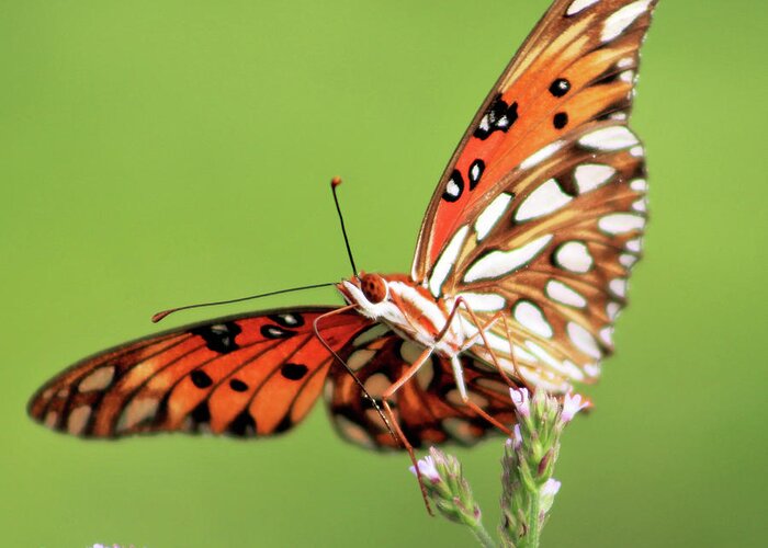 Butterfly Greeting Card featuring the photograph Life in Balance by Michael Allard
