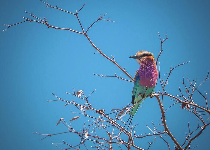 Roller Greeting Card featuring the photograph Lilac-breasted Roller by Claudio Maioli