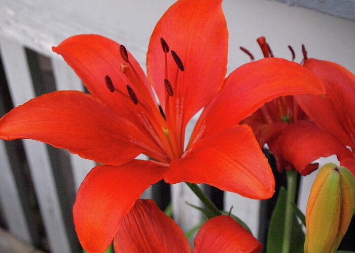 Lily Greeting Card featuring the photograph Lilixplosion 8 by Jeffrey Peterson