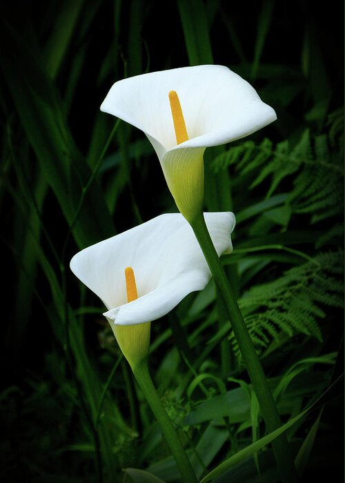 Calla Greeting Card featuring the photograph Lily Duet by Martha Miller