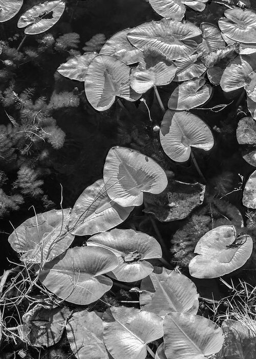 Everglades Greeting Card featuring the photograph Lily Pads in Black and White by Debra and Dave Vanderlaan