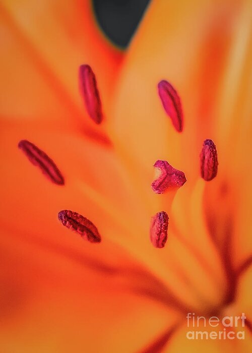 Lily Greeting Card featuring the photograph Lily Stamen and Pistil by Melissa Lipton