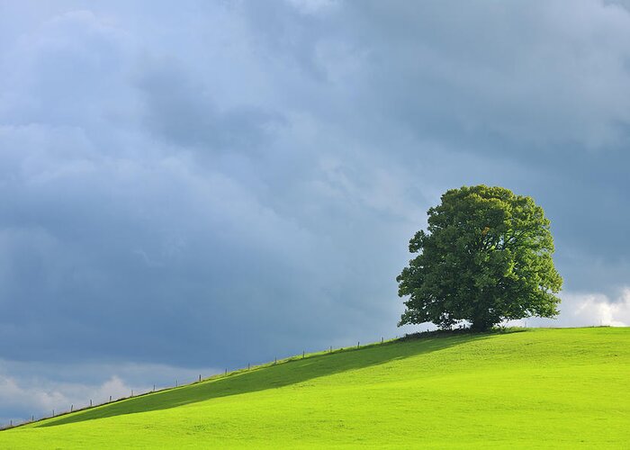 Tranquility Greeting Card featuring the photograph Lime Tree by Raimund Linke