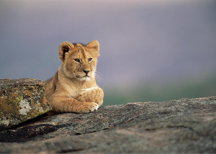 Kenya Greeting Card featuring the photograph Lion Cub Panthera Leo On Rock by James Warwick