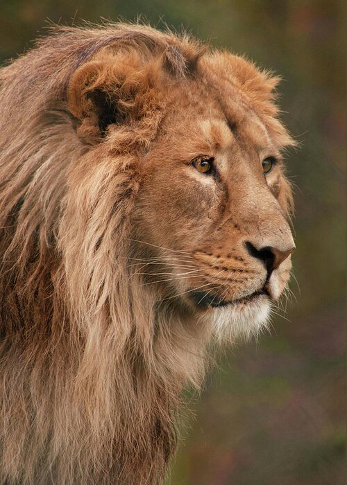 Animal Themes Greeting Card featuring the photograph Lion Portrait by John Dickson