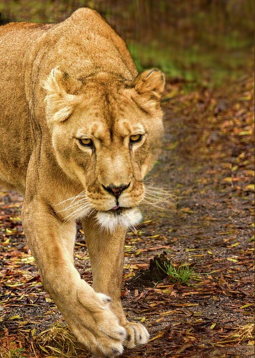 Lioness Greeting Card featuring the photograph Lioness #2 by Minnie Gallman