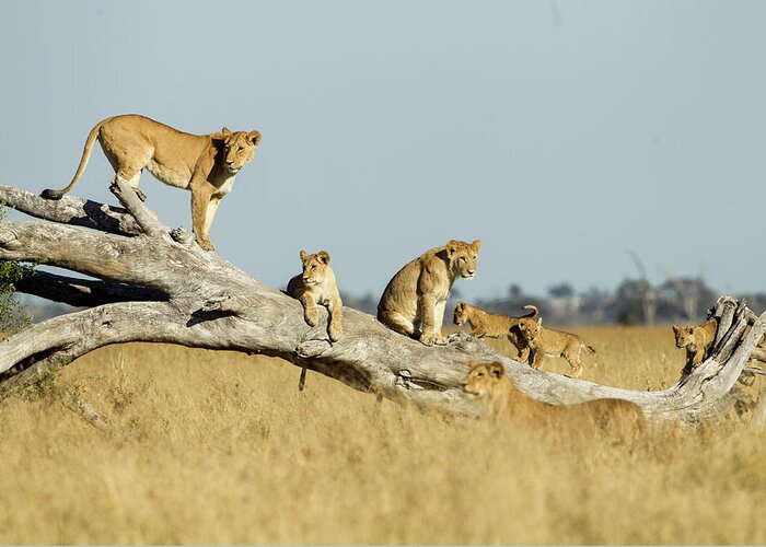 Tranquility Greeting Card featuring the photograph Lioness And Cubs Standing On Dead Tree by Paul Souders