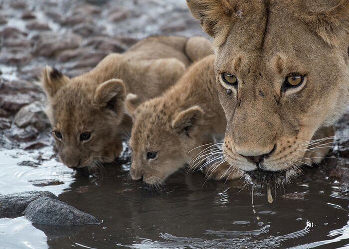 Africa Greeting Card featuring the photograph Lioness-cubs-waterhole-Serengeti by Steve Somerville