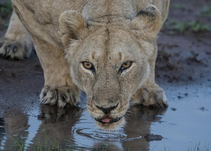 Lion Greeting Card featuring the photograph Lioness drinking by Mark Hunter