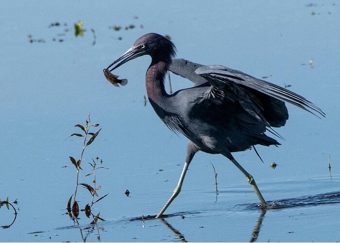 Little Blue Heron Greeting Card featuring the photograph Little Blue Heron with Fish by Ken Stampfer