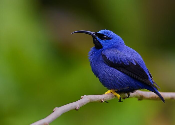 Purple Greeting Card featuring the photograph Little Zorro by Ray Cooper