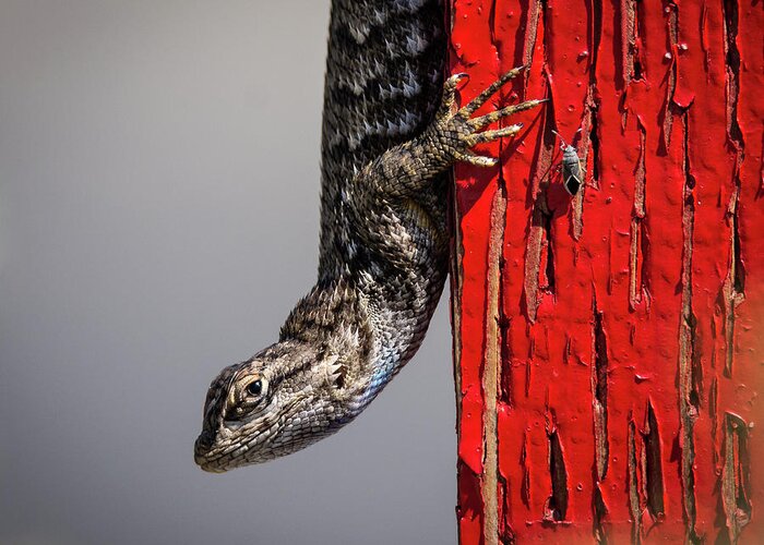 Lizard Greeting Card featuring the photograph Lizard on Red by Rick Mosher