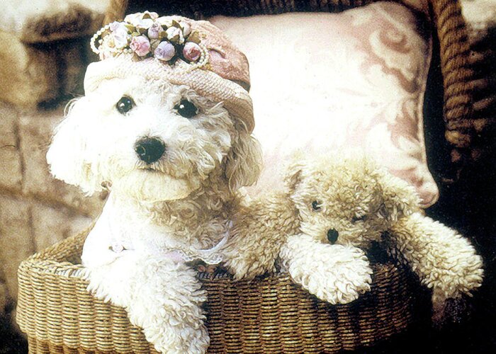 Poodle Wearing Flower Hat In Basket With Teddy Bear Greeting Card featuring the photograph Lola by Sharon Forbes