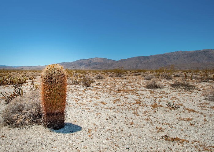 Anza-borrego Desert State Park Greeting Card featuring the photograph Lone Barrel Cactus by Mark Duehmig